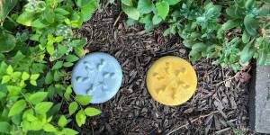 Photo: Stepping Stone fun with Plastic Tray and Concrete